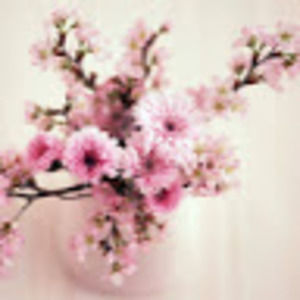 Meet your Posher, Merlin